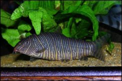 Cobrinha kuhli peixe: origem, características, reprodução, alimentação,  habitat e criação em aquário